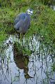 Grey faced heron, just outside the Adelaide Botanic Gardens IMGP8913